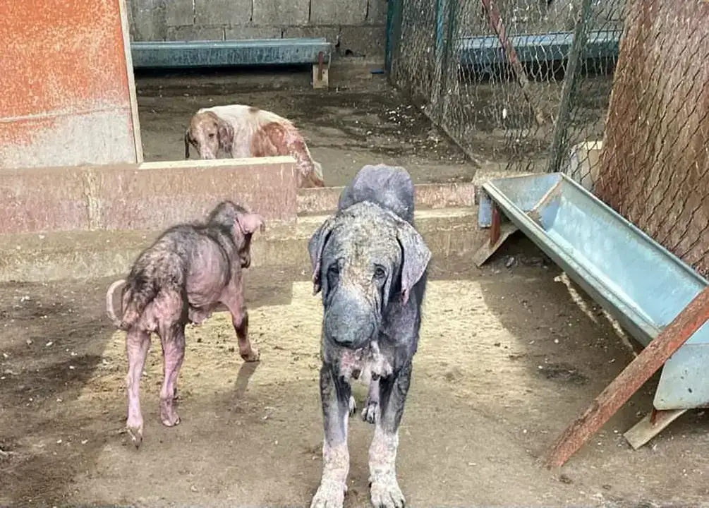 Finike Hayvan Barınağında Skandal Görüntülere Soruşturma 1